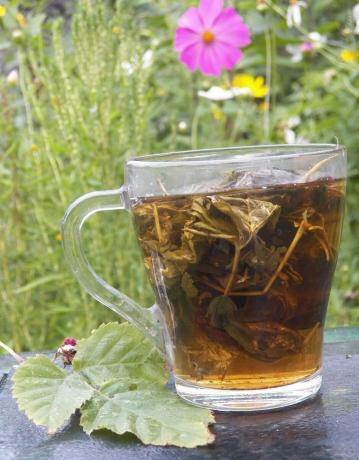 פטל תה צמחים הורדת חום