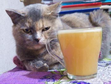 משקה שריפת שומן מן החתול Vasilina