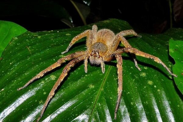 עקיצת אפילו עכבישים קטנים עלולה להיות מסוכנת (צילום: topcafe.su)