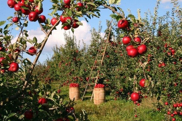 תפוח אחד יכול להרוג ריח רע. (צילום: Pixabay.com)