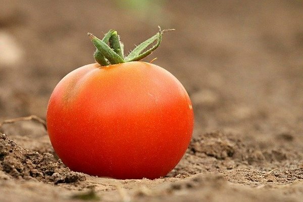 אנשים רבים מאחסנים עגבניות במקרר. מתברר שמדובר בטעות (צילום: Pixabay.com)